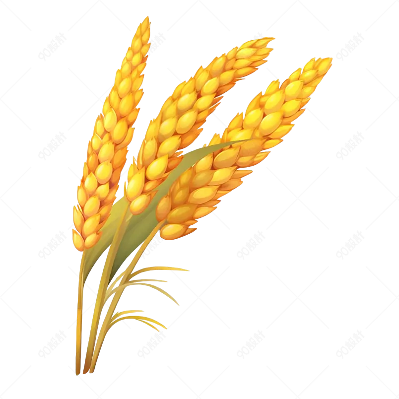 芒种节气黄色麦子矢量插画元素