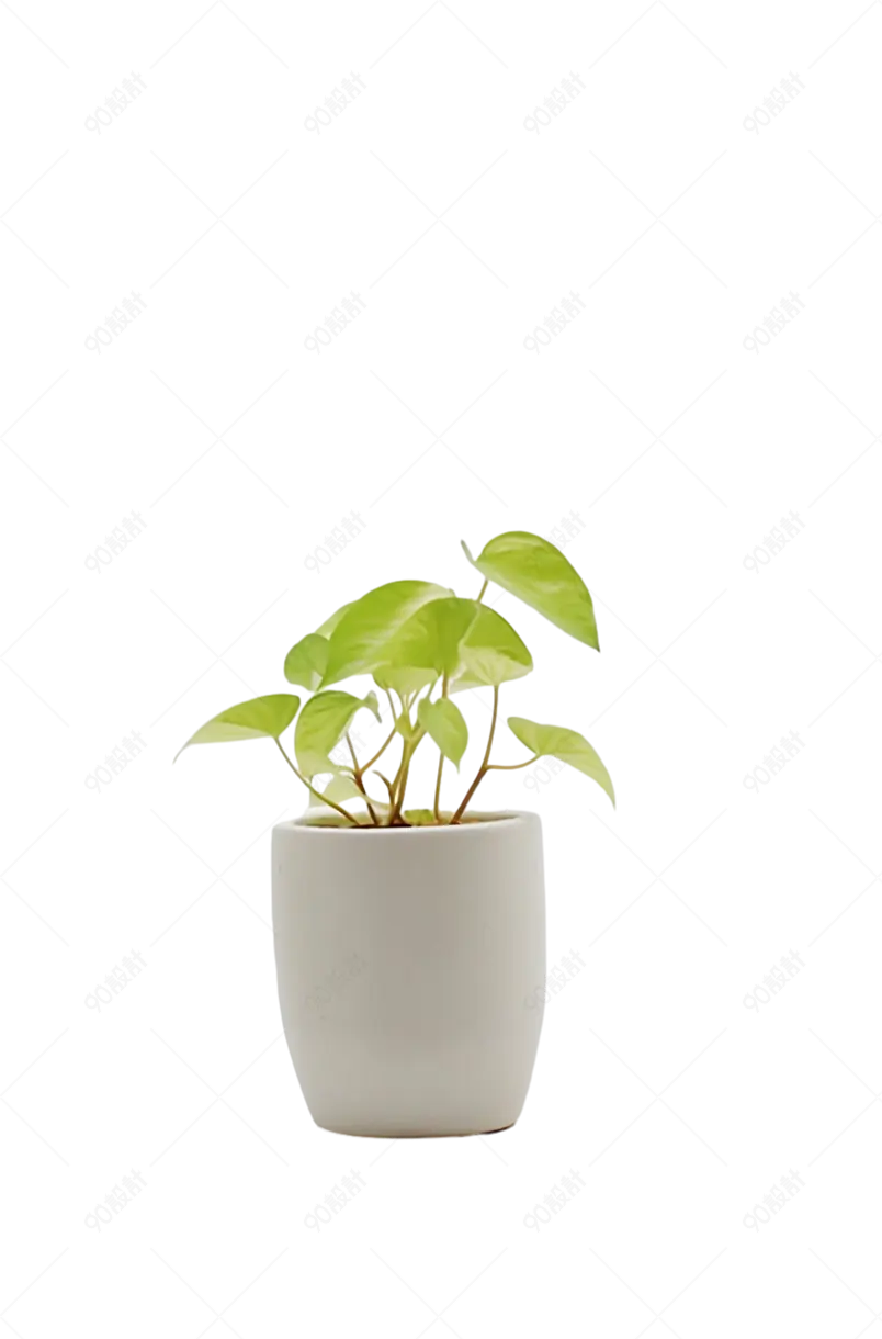 室内盆景植物家居桌面装饰