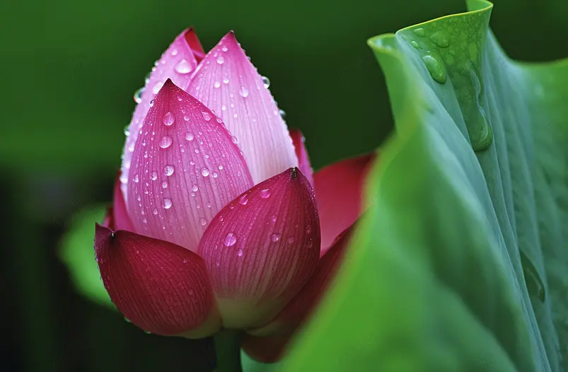 清早中还未完全开放的荷花花苞近距离特写