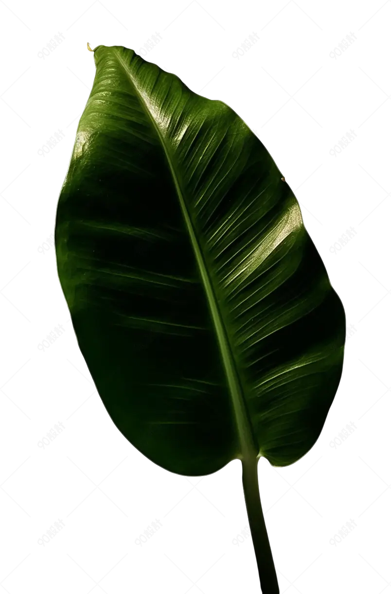 大叶子芭蕉叶常绿叶大叶子绿萝