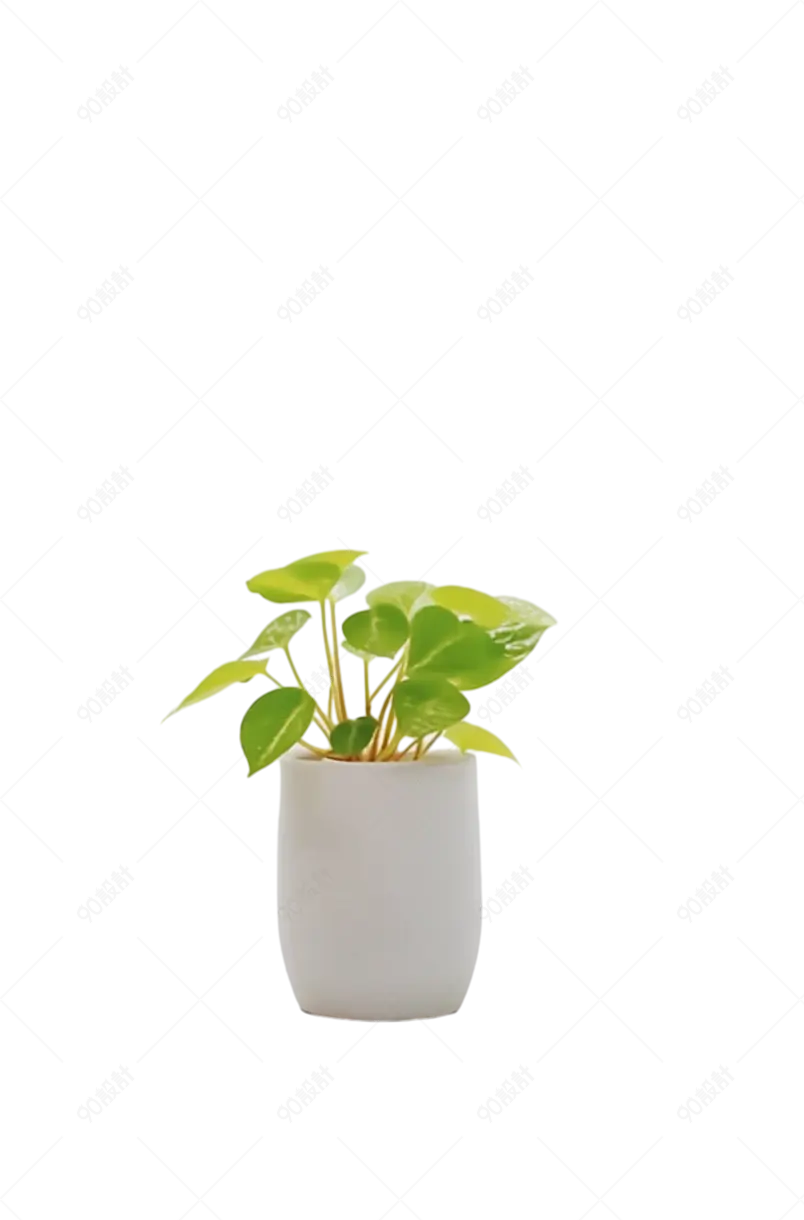 绿色绿萝净化空气植物盆栽