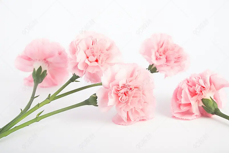 母亲节节日妈妈粉色康乃馨鲜花在桌面摄影背景