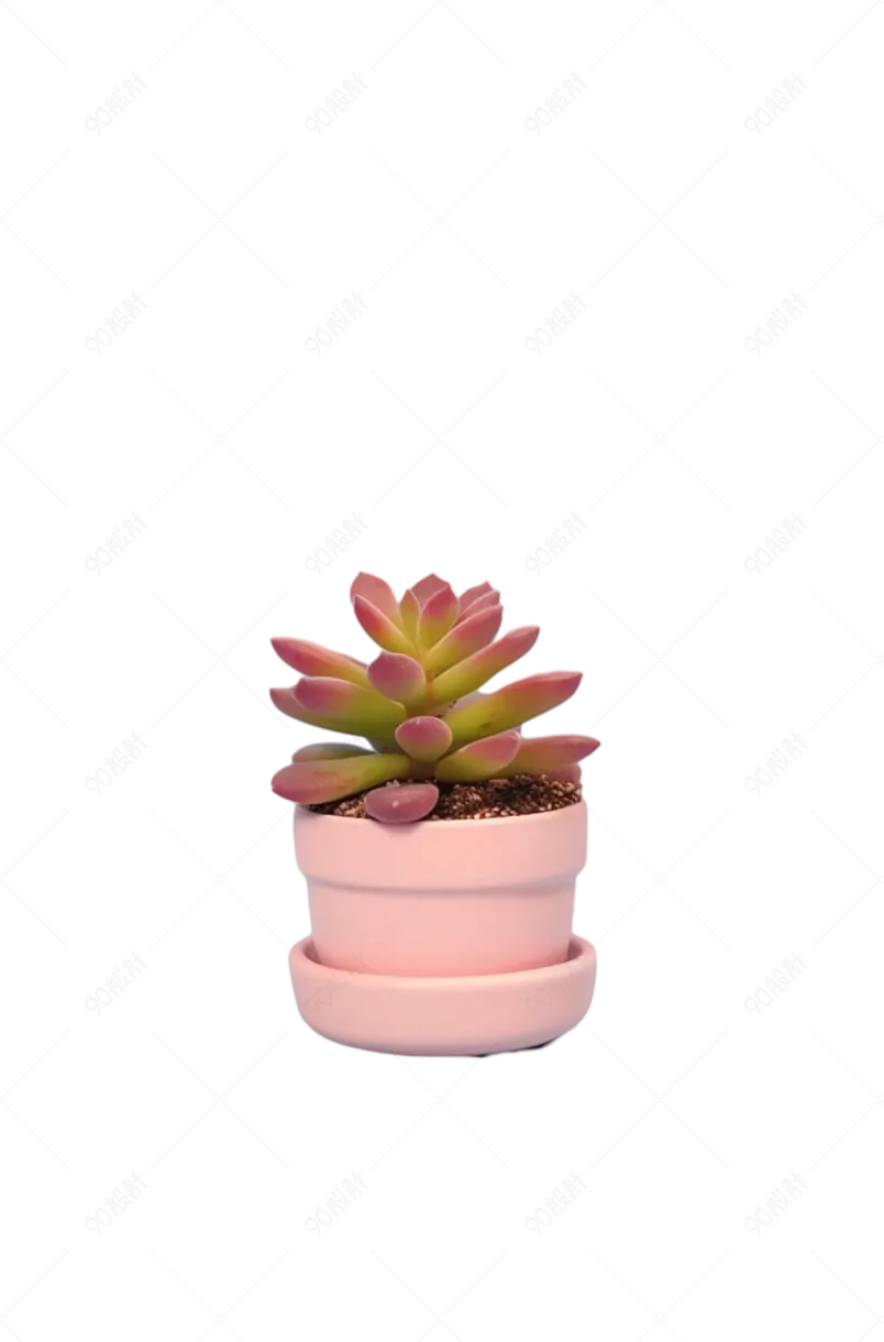 家居绿植多肉植物种植