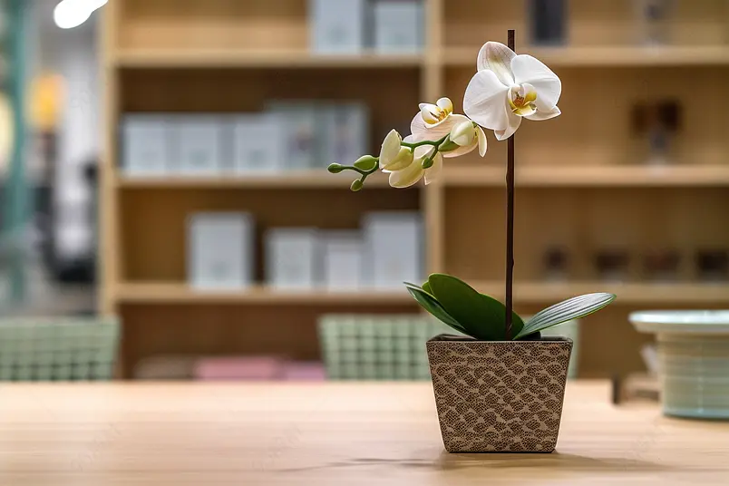 小清新桌面盆栽绿植摆放摄影图