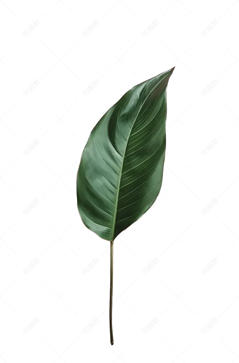 春天叶子绿色树叶芭蕉叶子