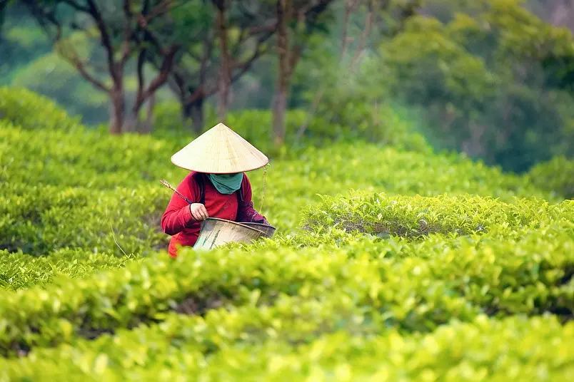 一个福鼎白茶茶山上采茶的茶农