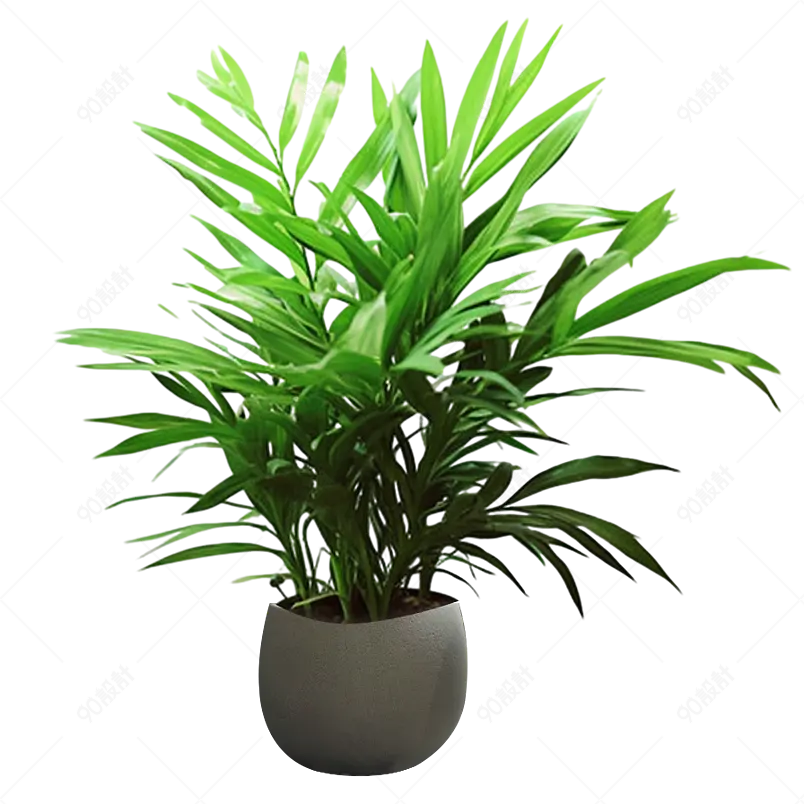 室内植物绿色盆栽植物盆景元素