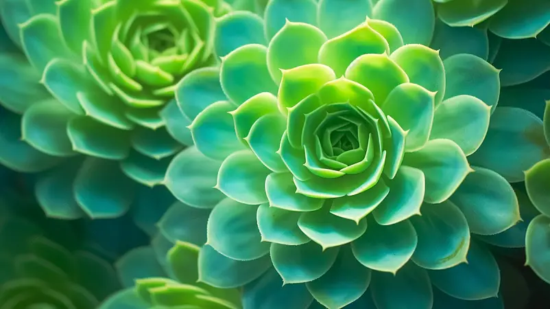 健康可爱多肉绿植图片