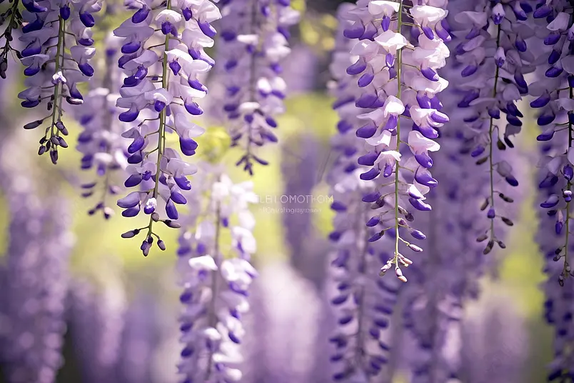 清晰的摄影图高清的图片海报设计背景广告设计素材元素唯美的紫藤花