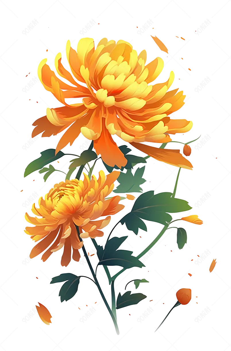 秋天黄色的菊花插图元素免抠