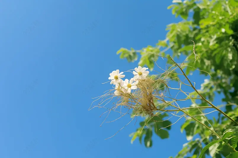 清晰的摄影图高清的图片唯美清新蓝天白云天空唯美的花朵花枝绿叶