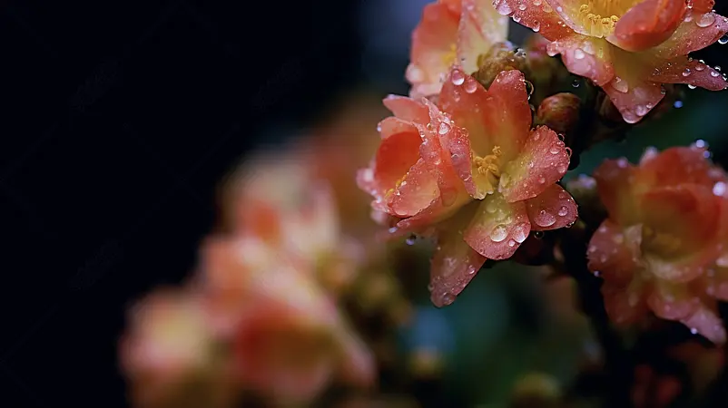 广告设计素材元素春天雨水水珠花朵特写