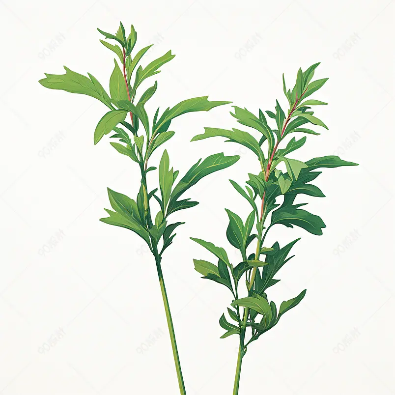 端午节,艾草,艾叶