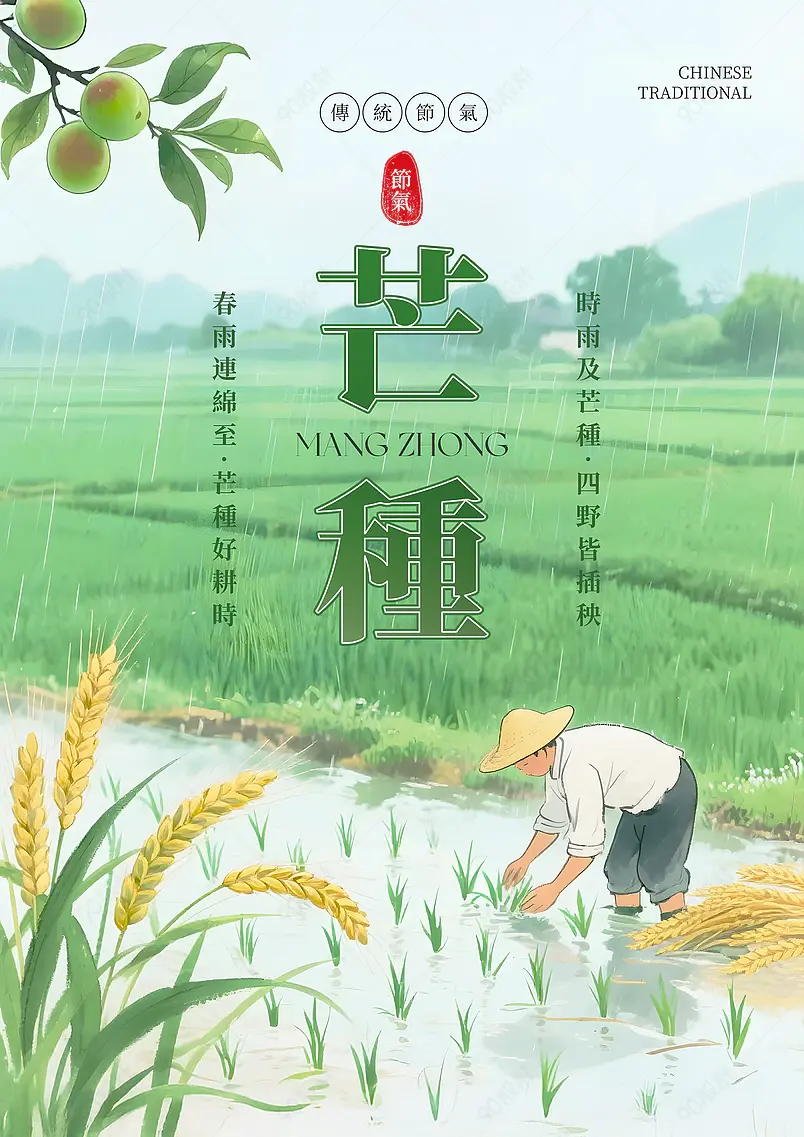 卡通插画水稻稻田传统二十四节气芒种海报