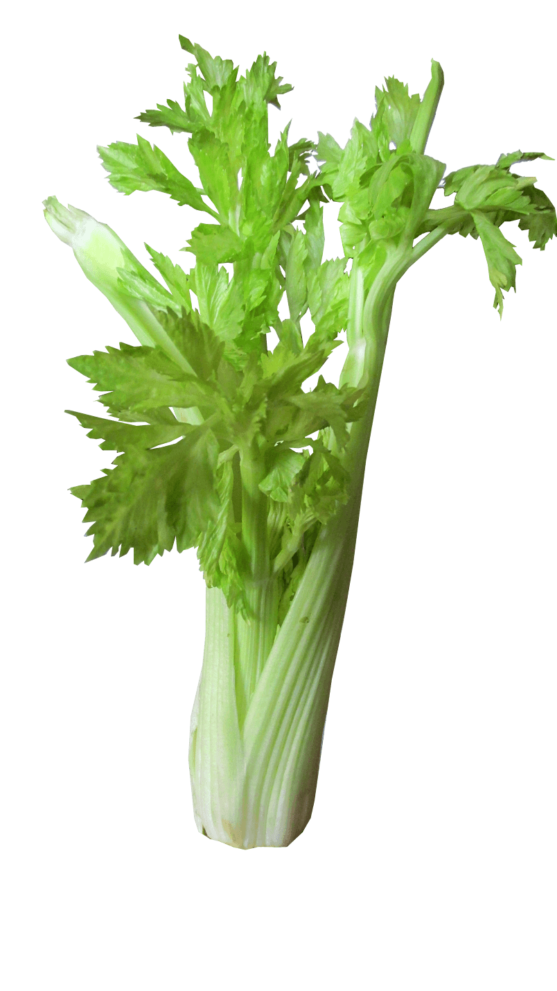 绿色有机蔬菜菜品芹菜