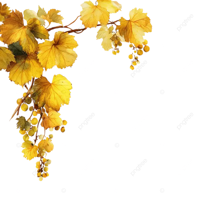 秋天的葡萄藤叶子边缘，白色背景上的少量黄色叶子