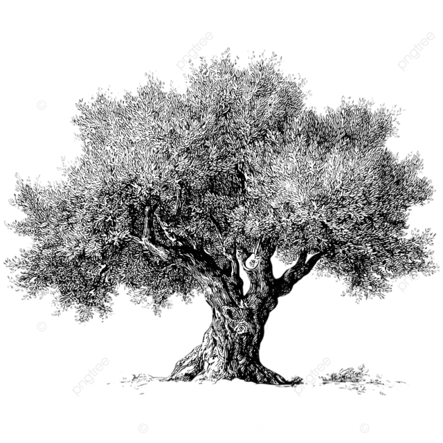 复古希腊橄榄树线条艺术黑白矢量插图