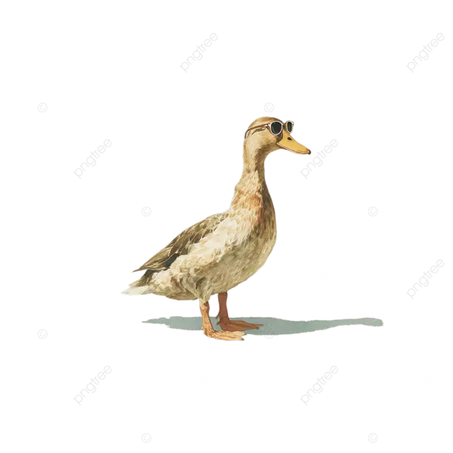 可爱的水彩鸭与太阳镜白色平面背景