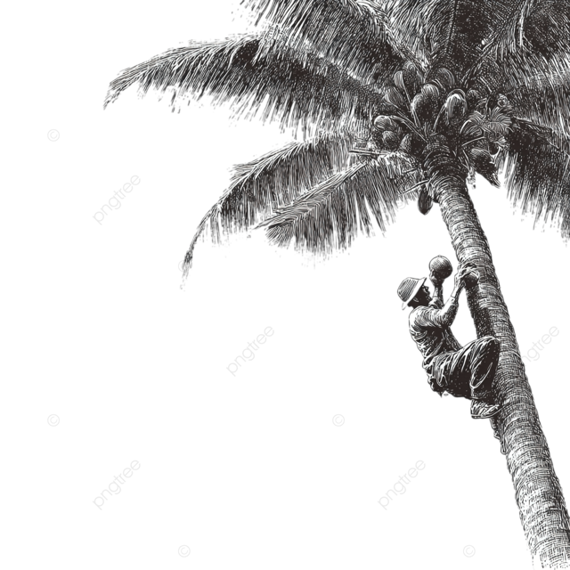 攀岩棕榈树黑色和白色插图