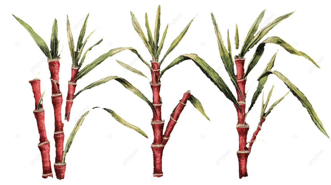 三棵红茎甘蔗植物与绿叶的简单素描