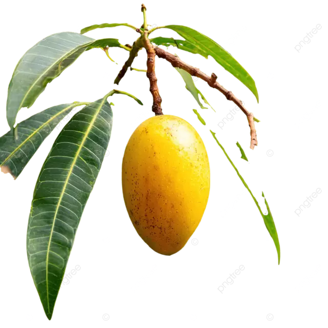 芒果树上生长的大黄色芒果