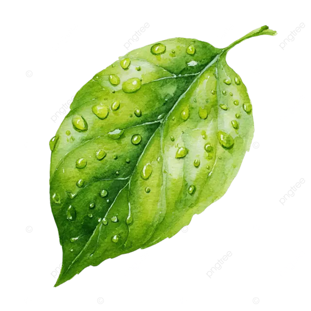 用水滴绿叶在白色背景上隔离