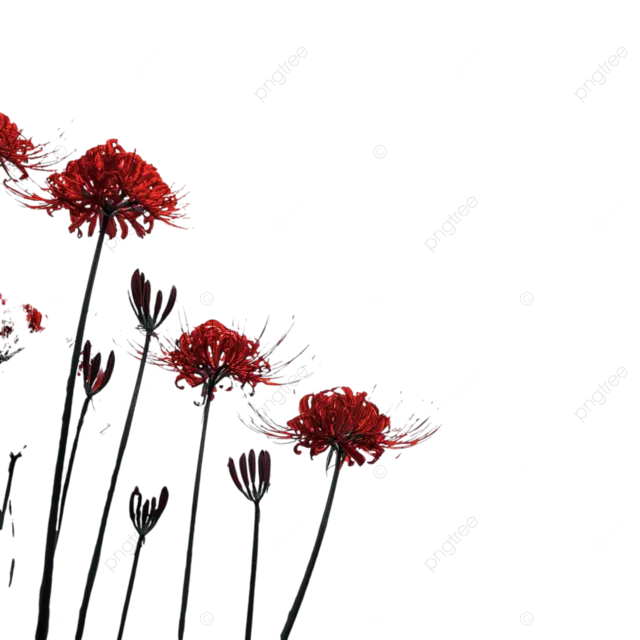 高对比度的黑白照片中的红色彼岸花