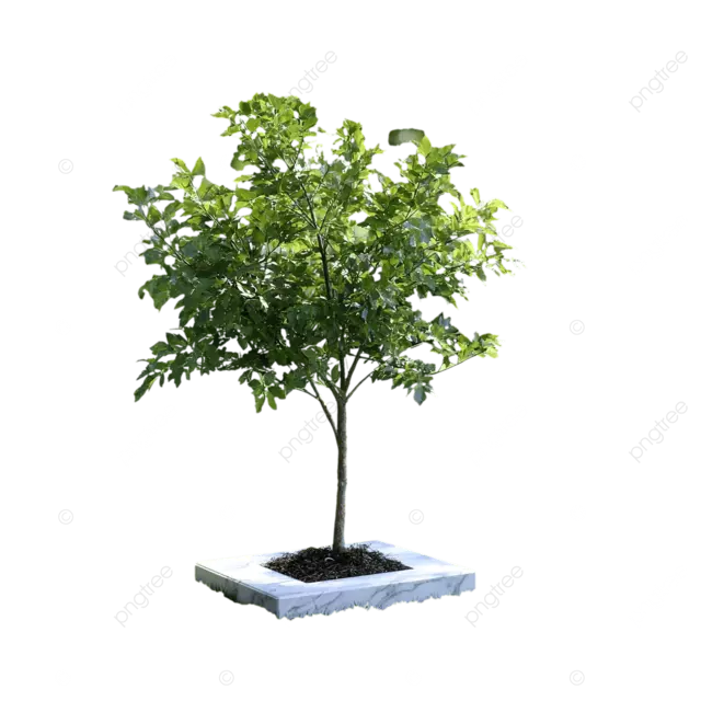 充满活力的年轻黄花风铃草树，坐落在修剪整齐的绿色草坪上，草坪上挂着大理石匾额