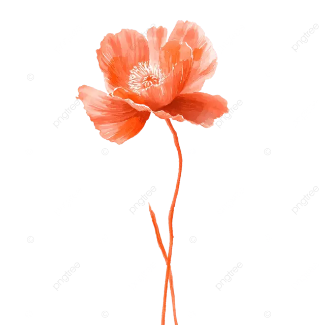 橙色单色罂粟花水彩浮动在白色背景上快乐