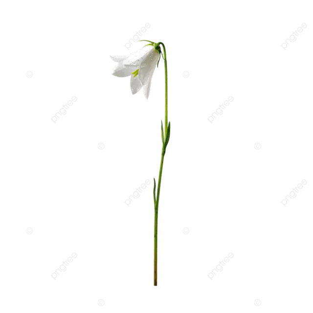 透明背景高分辨率 png 切口上的白色蓝铃花