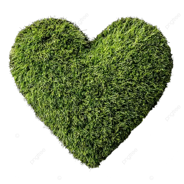 心形草顶视图隔离的白色背景工作室照明高分辨率