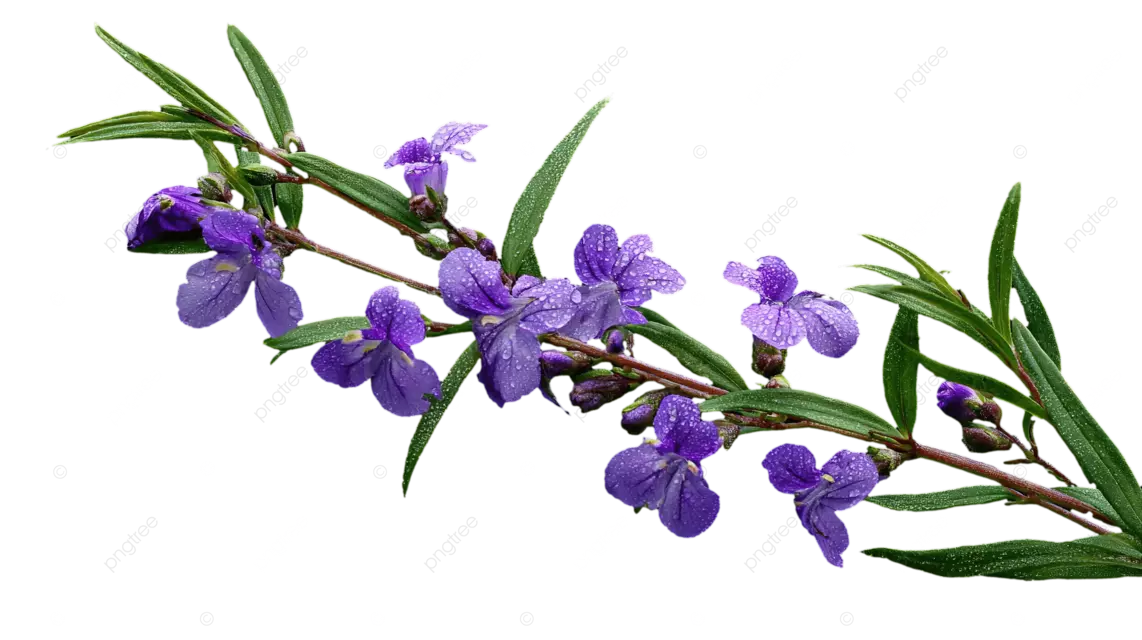 黑色背景上的绿色植物，开紫色花