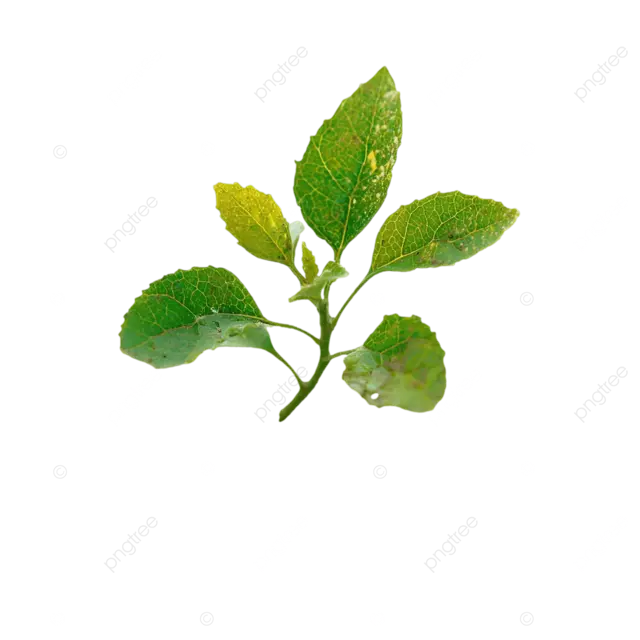 绿叶在黑色背景上的树枝上有一片淡黄色的叶子