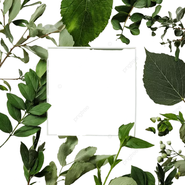 极简主义的绿叶框架，具有自然纹理在白色背景