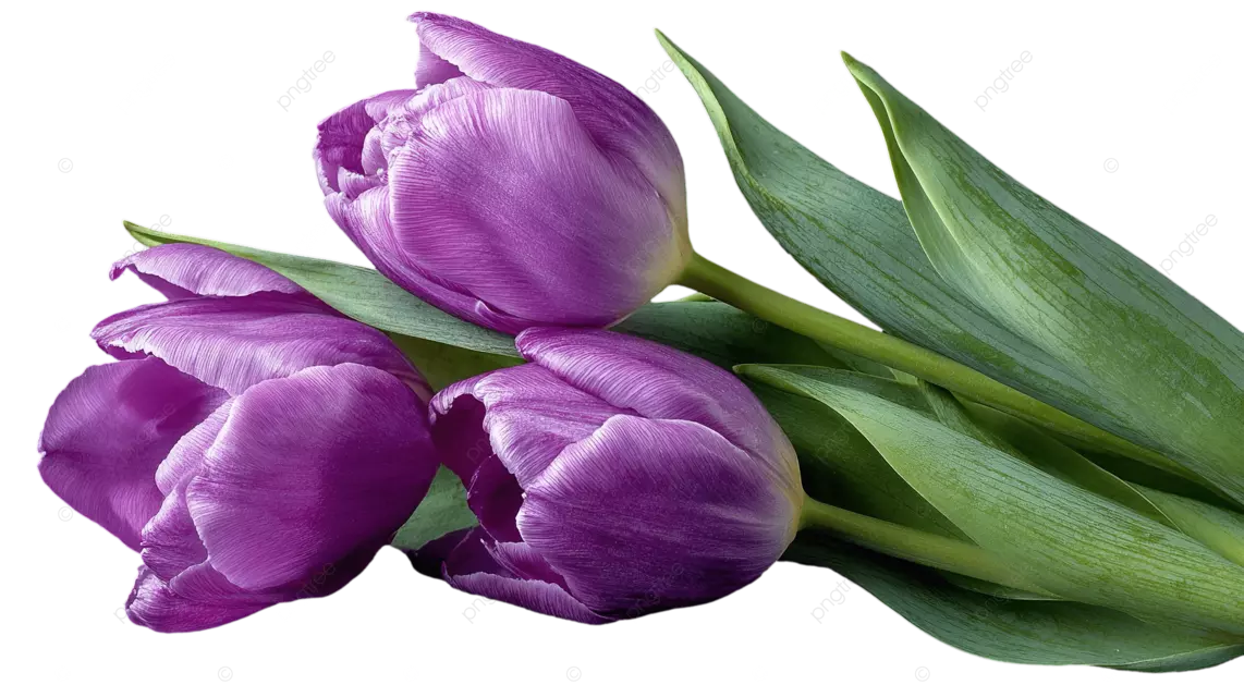 一束紫色郁金香，黑色背景上有绿叶