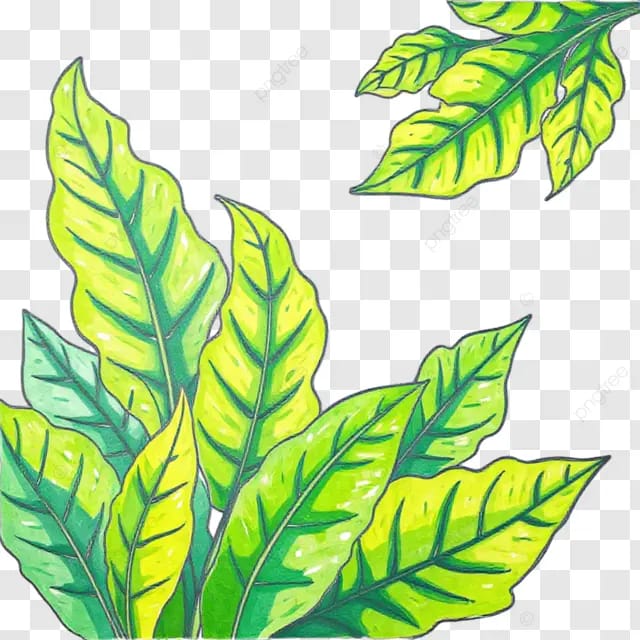 绿叶图