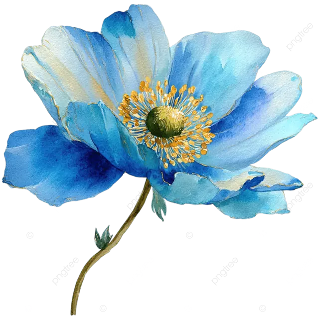 精致的水彩银莲花花浅蓝色花瓣png透明白色背景