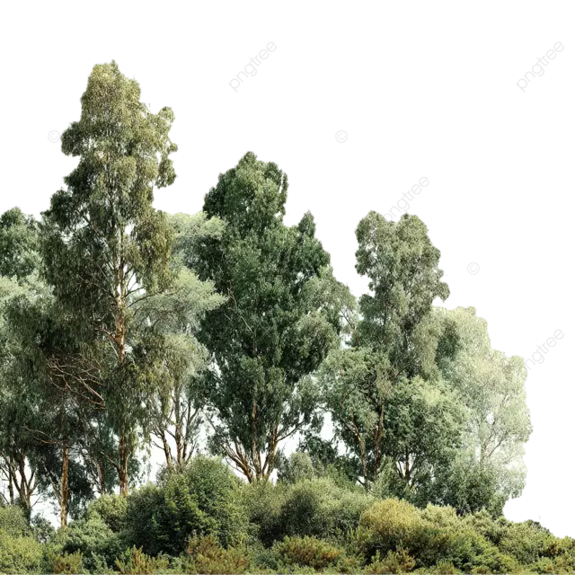 高大的灌木和树木在白色背景上剪切样式