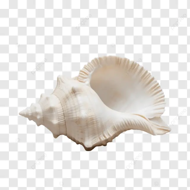 卡通白色贝壳风格