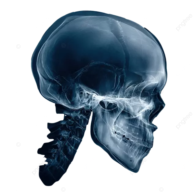 旋转的半轮廓x人类头骨现实解剖结构精确比例深白背景