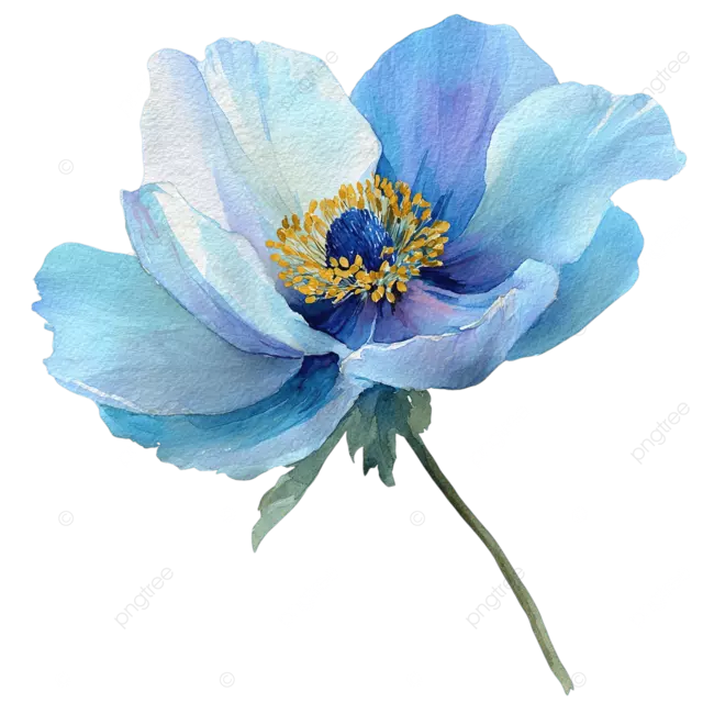 精致的水彩银莲花花浅蓝色花瓣png透明白色背景