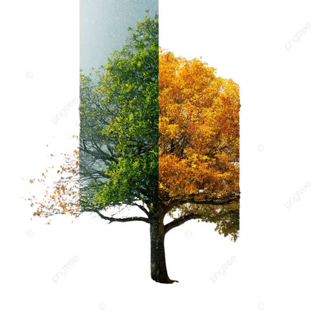 白色背景下四季树变化冬季春季夏季秋季