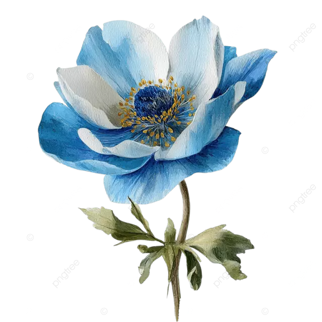 精致的水彩银莲花花浅蓝色花瓣透明png白色背景