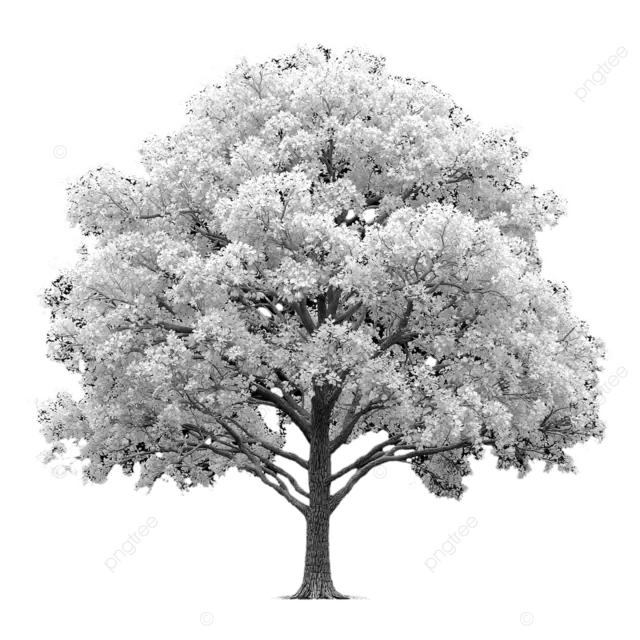 白树，黑色背景上有小叶子