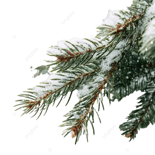 冬季圣诞树松枝上覆盖着积雪，飘落着雪花