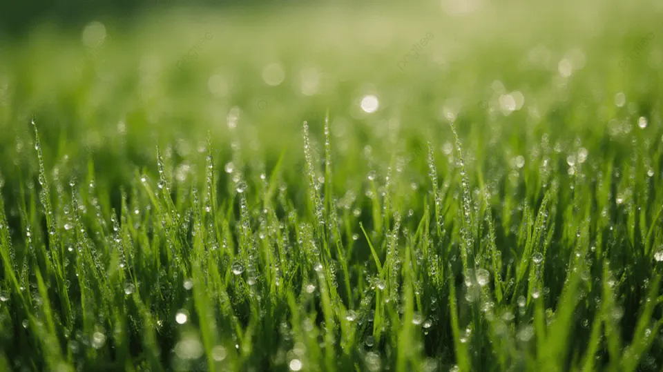 露珠点缀的草地
