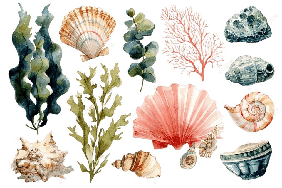 航海水彩升华剪贴画海杂草海石贝壳