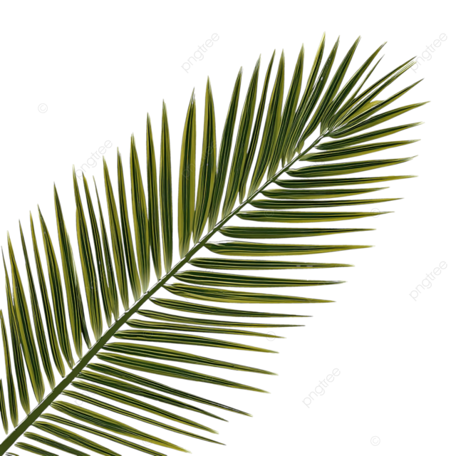 白色背景上棕榈树叶状分支的插图