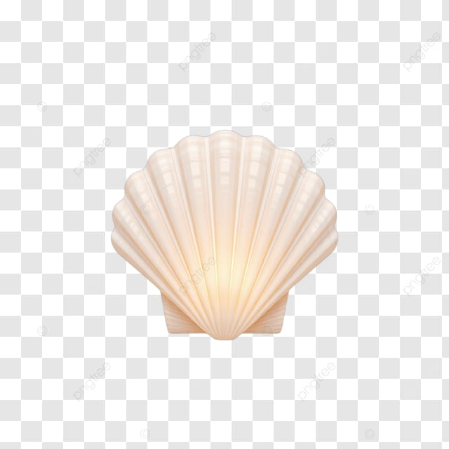 白色的贝壳在黑色背景上发光