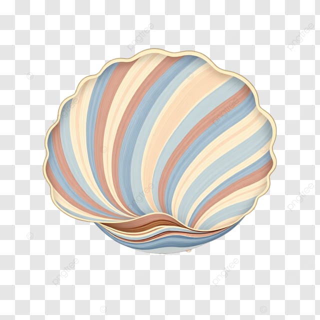 多色条纹贝壳